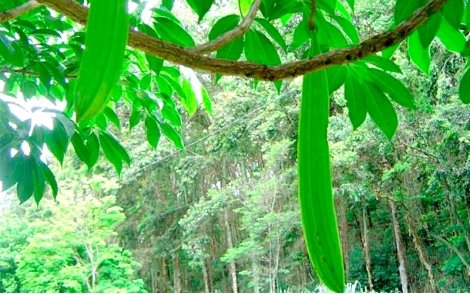 Sementes de Ipê Caroba de Flor Verde (Cybistax antisyphilitica (Mart.) Mart.)