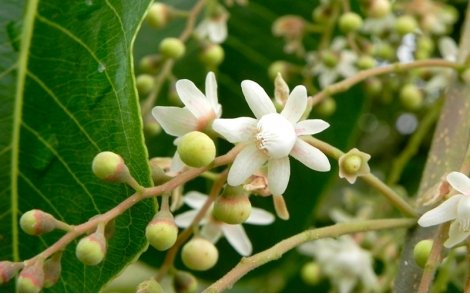 Flores do Jequitibá Branco