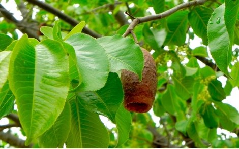 Fruto do Jequitibá Branco