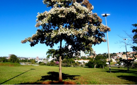 Arvore de Louro Pardo no paisagismo urbano.