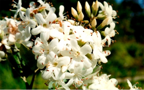 Flores de Louro Pardo