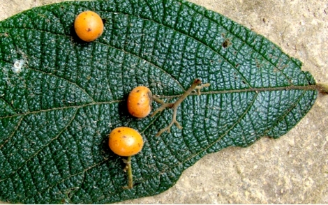 Sementes de Louro tabaco (Cordia trichoclada DC.)