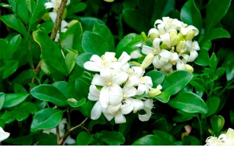 Flores da murta de cheiro.