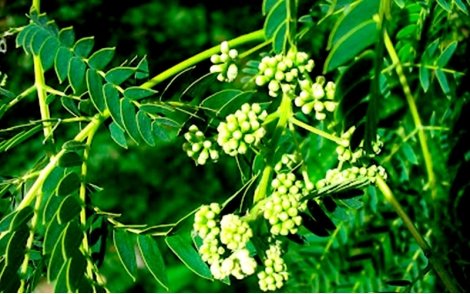 Flores de Orelha de Macaco