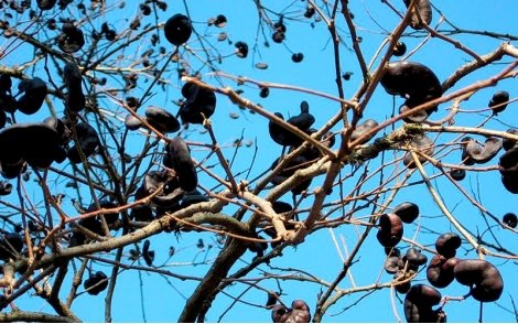 Vagens de Orelha de Macaco