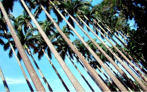 Sementes de Palmeira Real  (Roystonea regia)