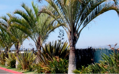 Palmeira Triangular em composição de jardinagem.