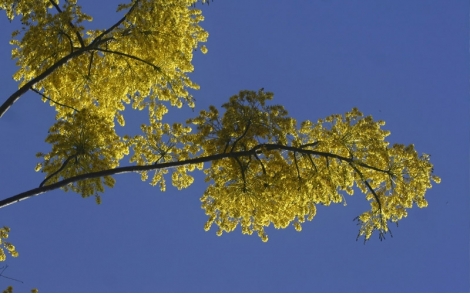 Florada do Paricá