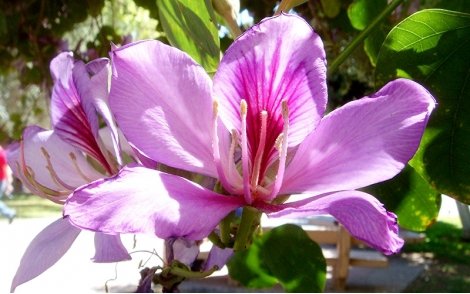 Flor de Pata de Vaca Rosa