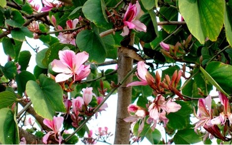 Florada de Pata de Vaca Rosa