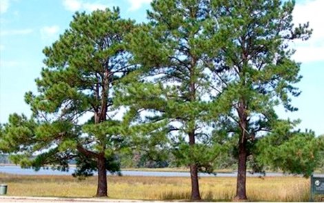 Arvores de Pinus taeda.