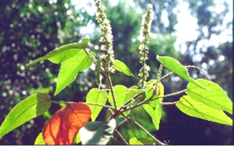 Folhagem de Sangra d´agua