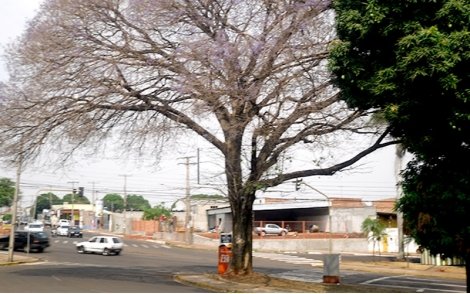 Árvore de Tarumã no paisagismo urbano.