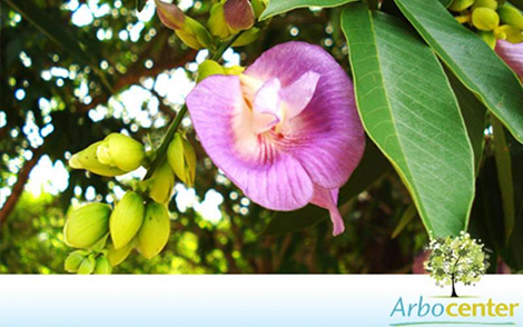 Sementes de Sombreiro (Clitoria fairchildiana)