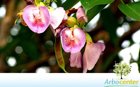 Sementes de Sombreiro (Clitoria fairchildiana)