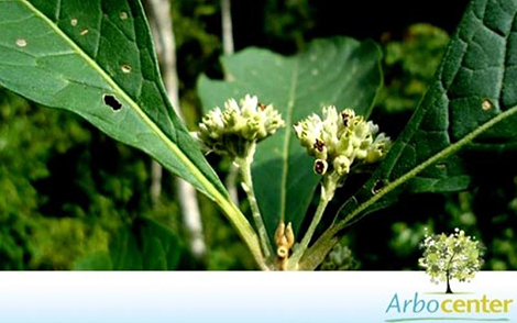 Sementes de Tamanqueiro (Aegiphila sellowiana)