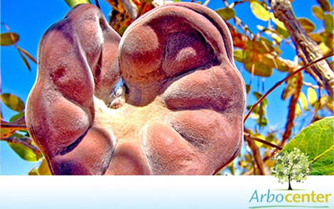 Sementes de Timburi do Cerrado (Enterolobium gummiferum)